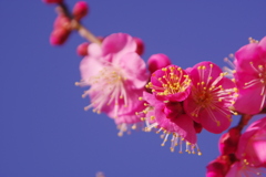 晴天に開花した紅梅