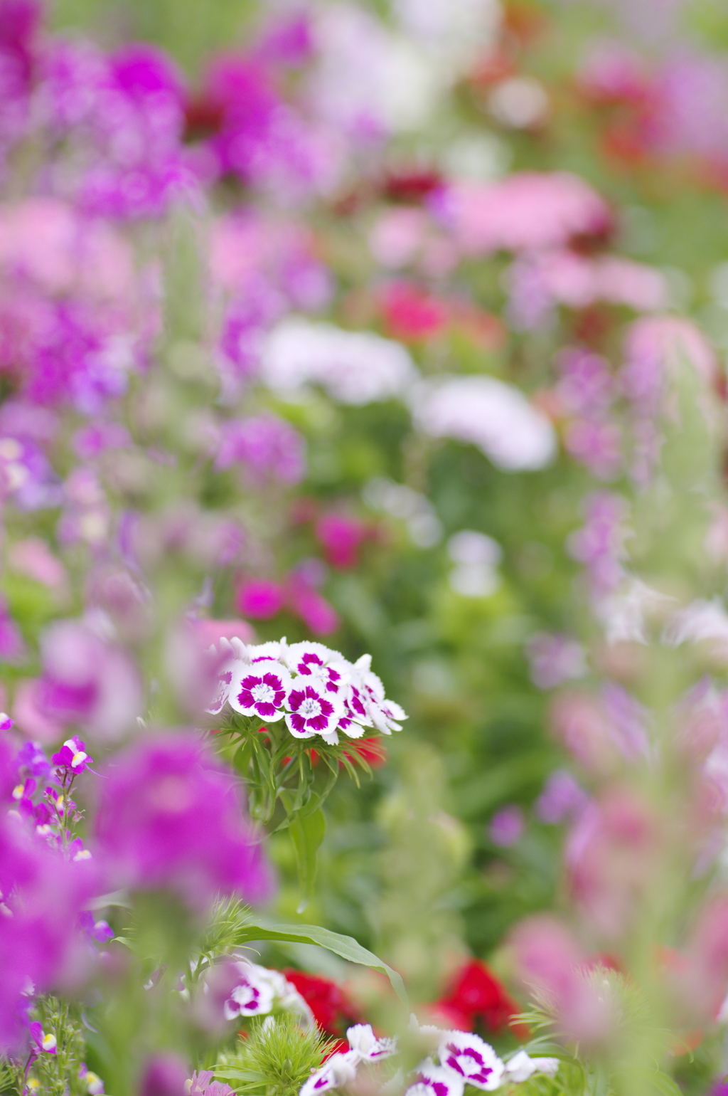 満開の花畑