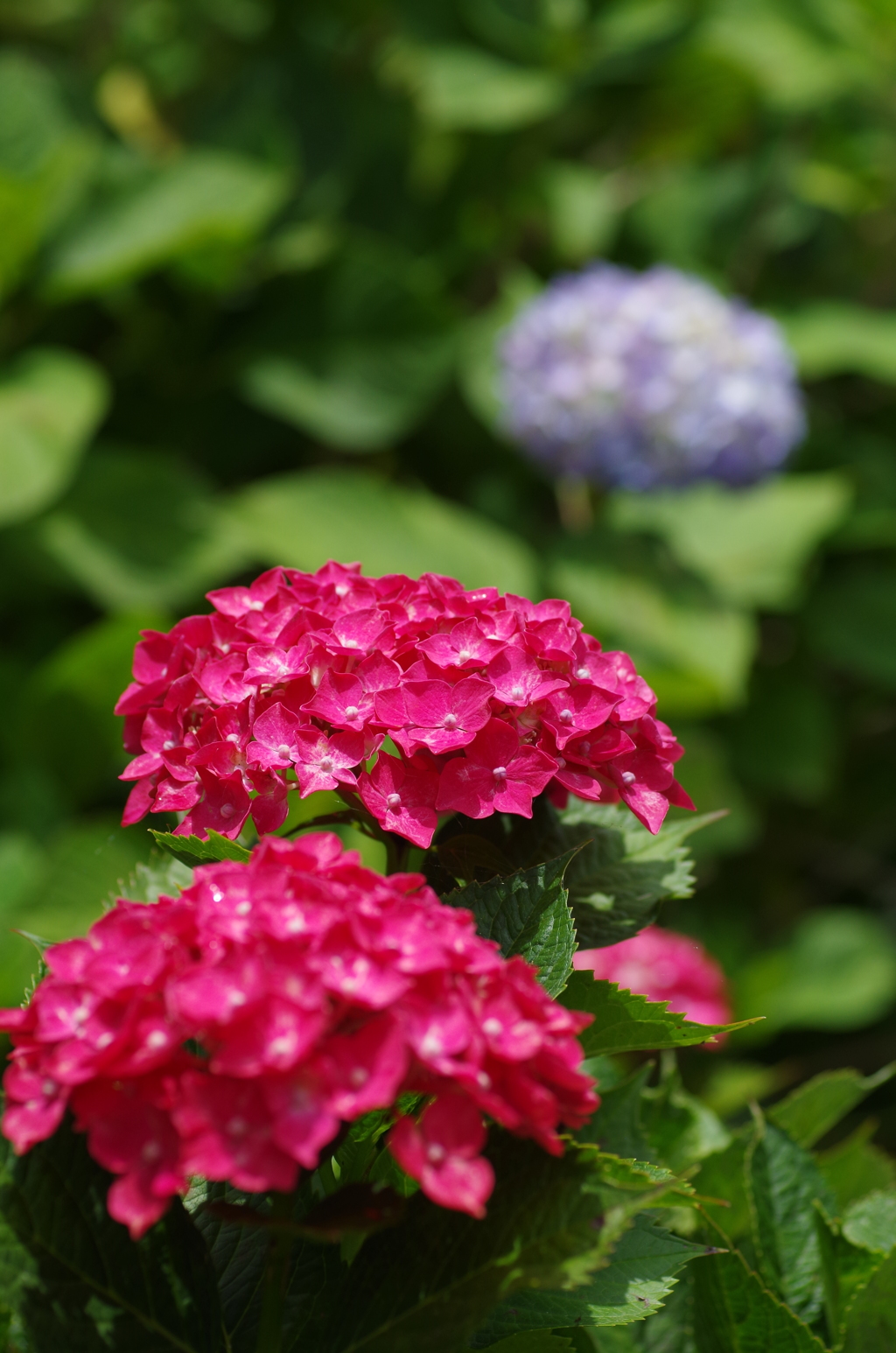 日差しを浴びる紫陽花たち