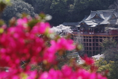 ツツジと桜の咲くころ