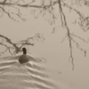 鳥の泳ぐ湖面