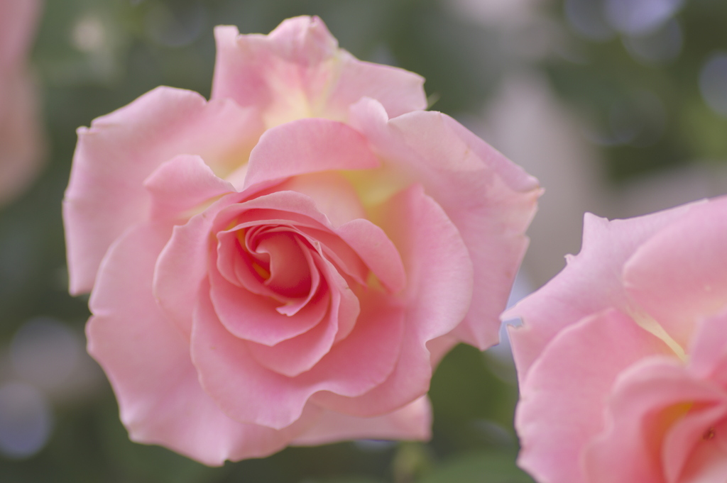 首をかしげる薔薇