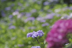 薄紫の小さな紫陽花