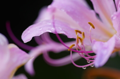 雨上がりのユリ