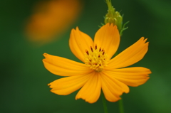 黄色コスモス 2