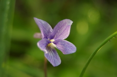 紫の小さな花