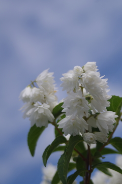 庭に咲く白い花