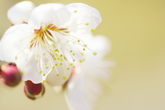 晴れの日の開花