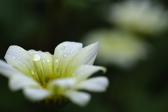 梅雨のガザニア