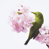 蜜をさがすメジロ