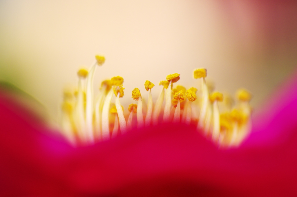 さざんかの花芯