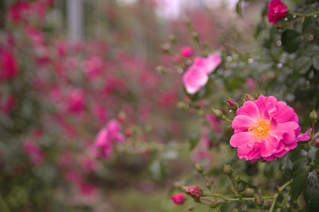 濡れたつる薔薇