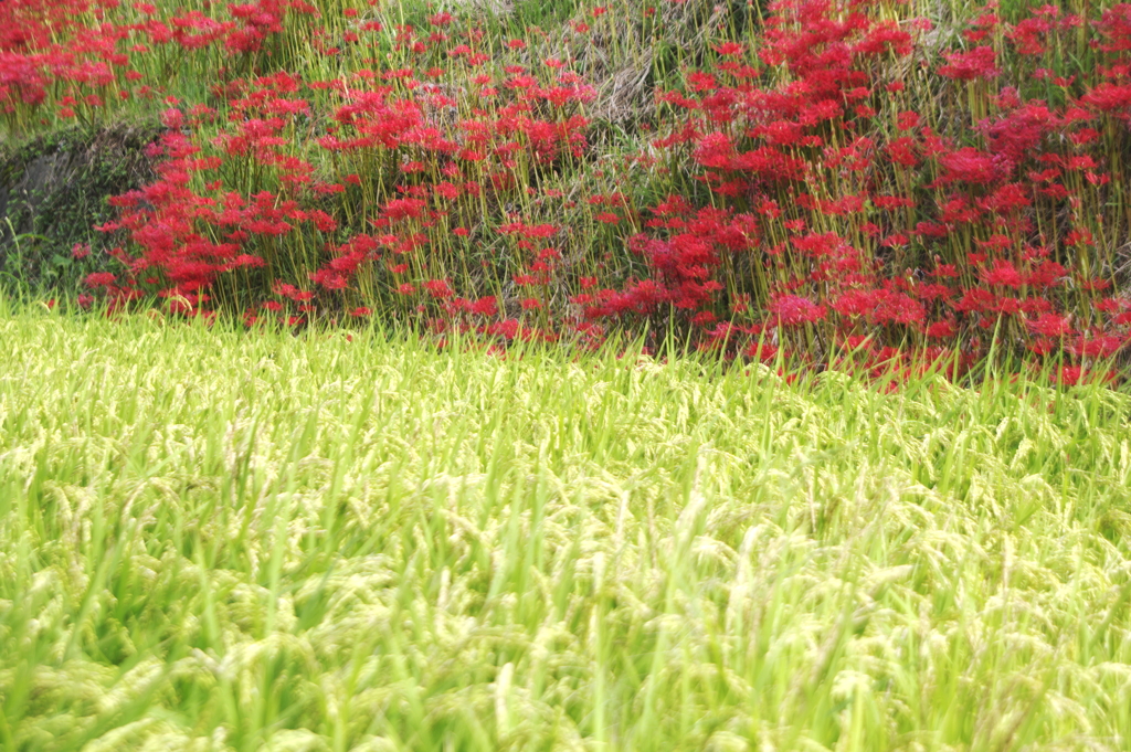 稲穂と彼岸花