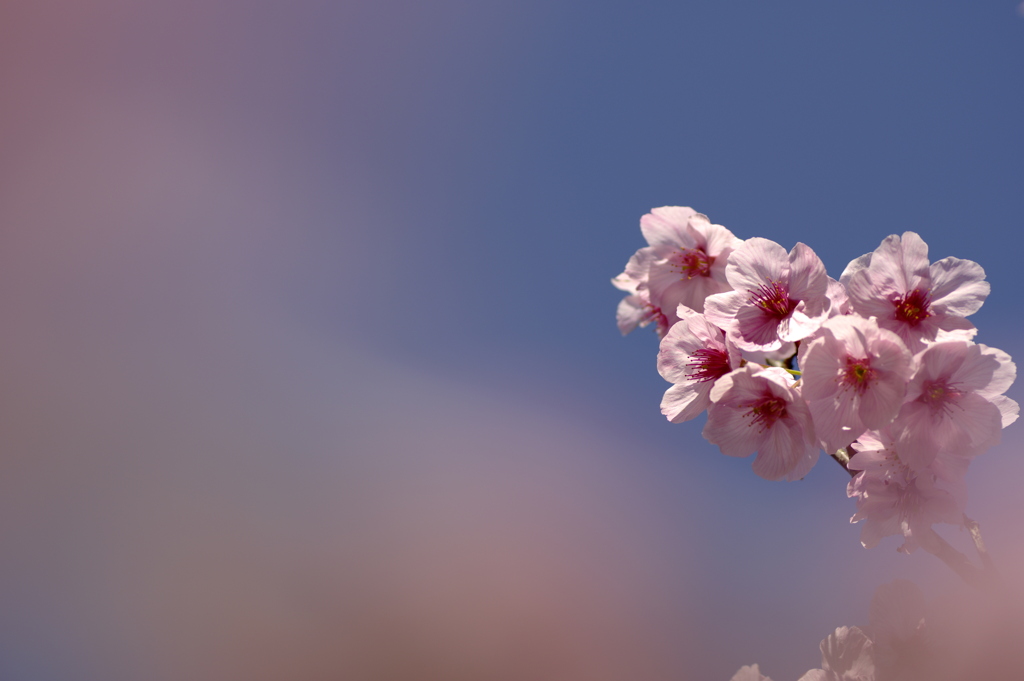 開花したオオカンザクラ
