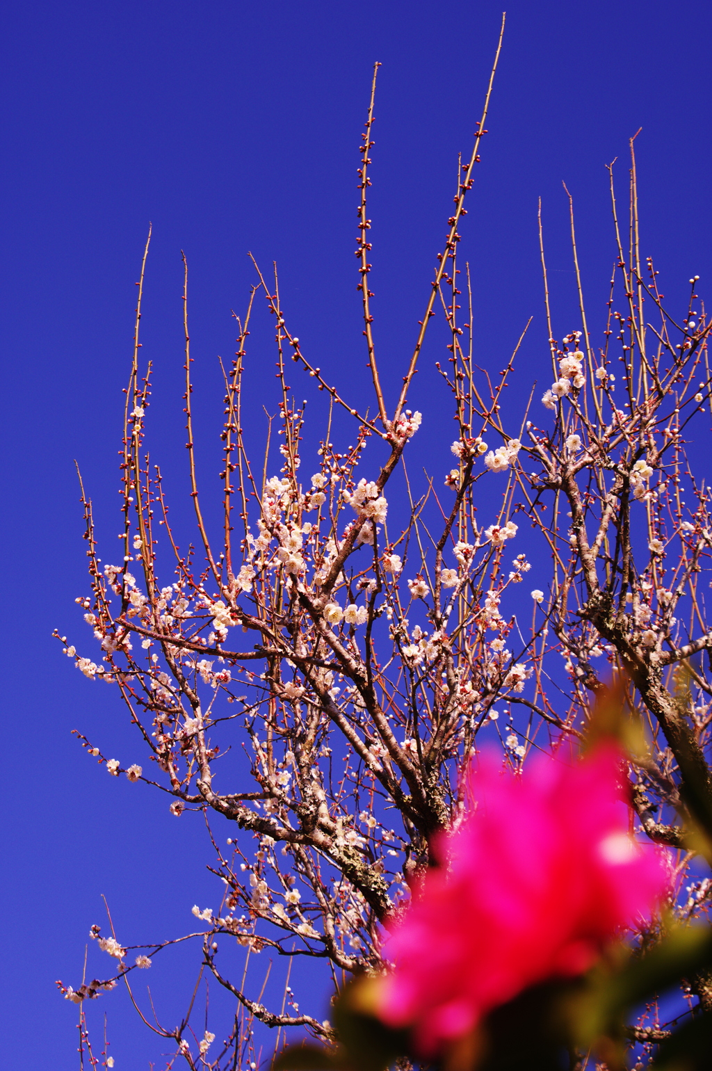 2月の晴天