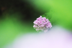 向こうに咲く紫陽花