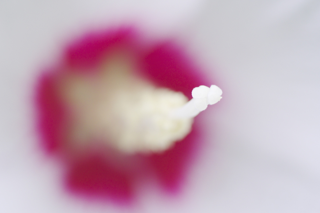 むくげの花芯