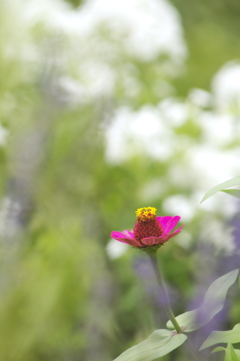 花畑の百日草