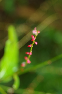 小さな花