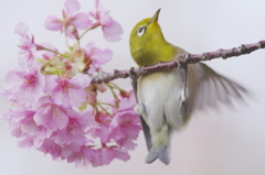 桜の枝で懸垂？