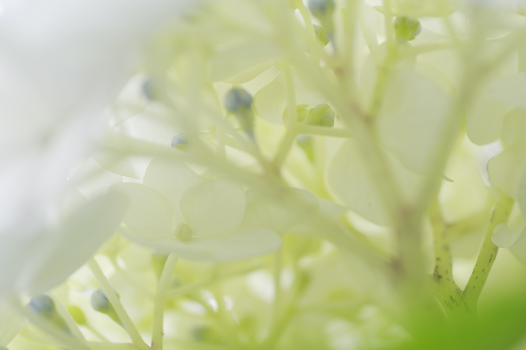 花弁の下を見てみると