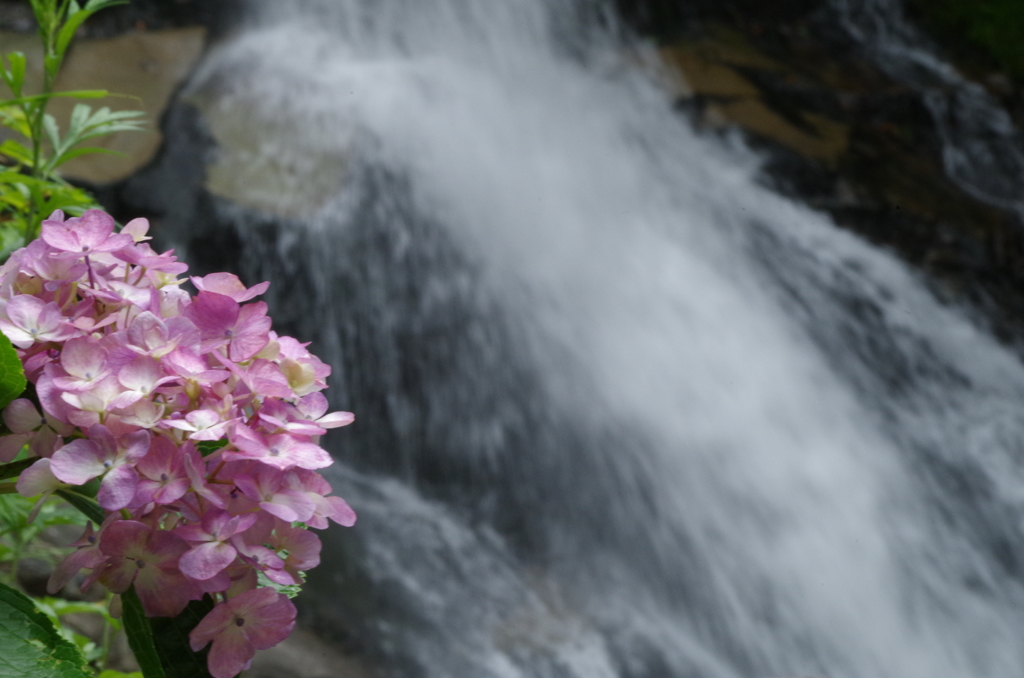 水しぶきのそばの紫陽花