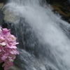 水しぶきのそばの紫陽花