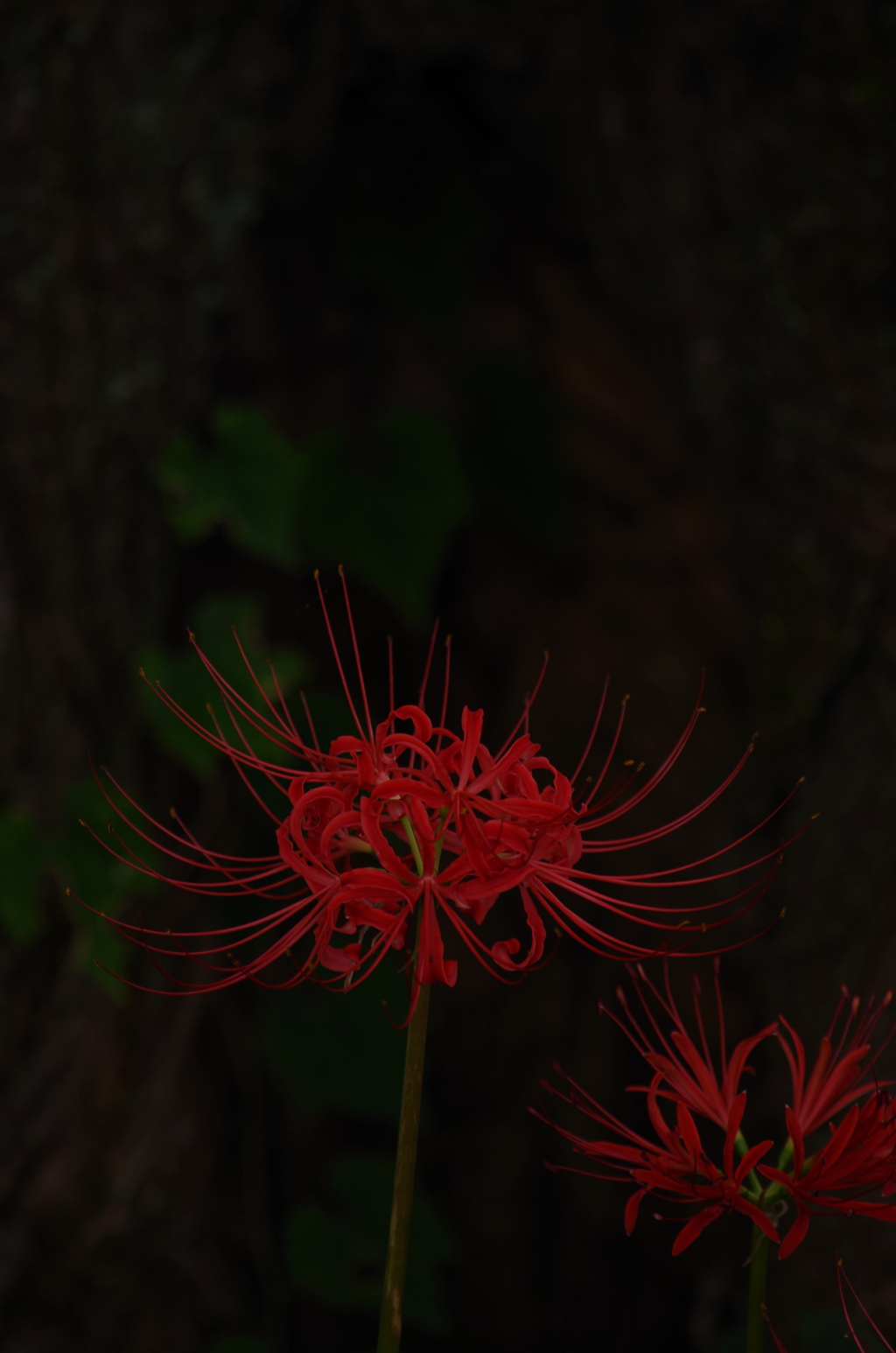 うろと彼岸花