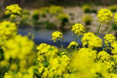 川岸に咲く菜の花