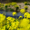 川岸に咲く菜の花