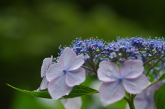 あじさいの小さな花たち