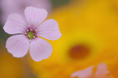 花壇に咲いた小さな花