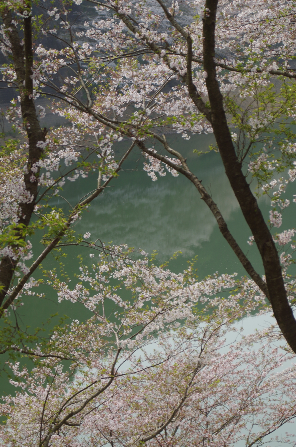 額の中の桜の水鏡