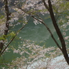 額の中の桜の水鏡