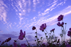 青を背景に