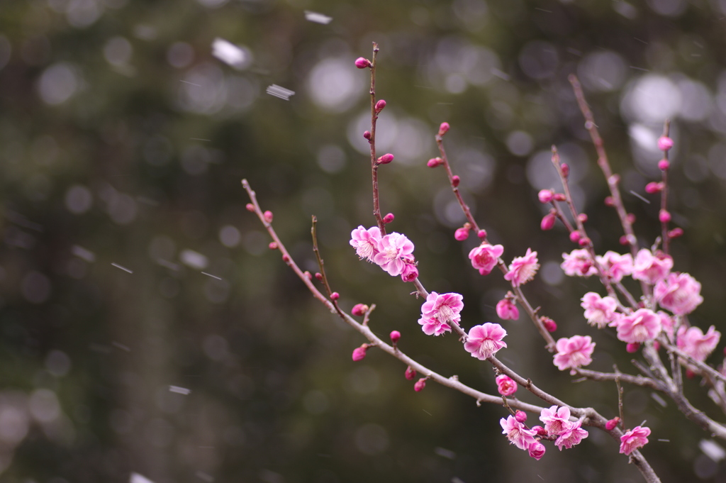 雪に降られて