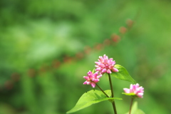 五家原岳の花