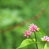 五家原岳の花