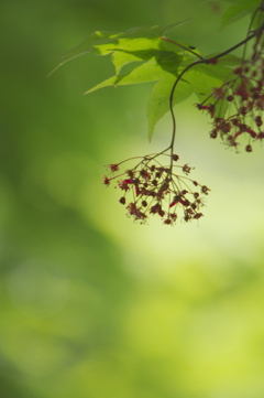 モミジの花