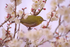 白梅の中のメジロ