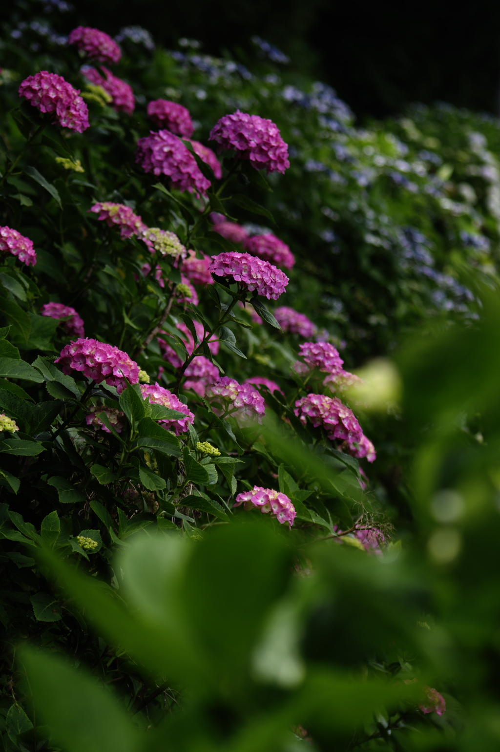 連なって咲く紫陽花