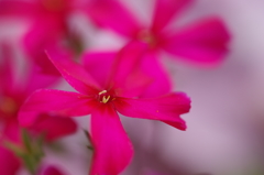 赤い小さな花たち