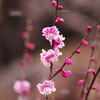 雪降る中で開花