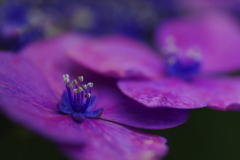 紫陽花の花芯
