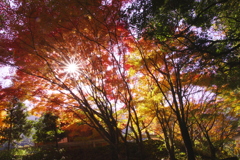 竜門の紅葉と光芒