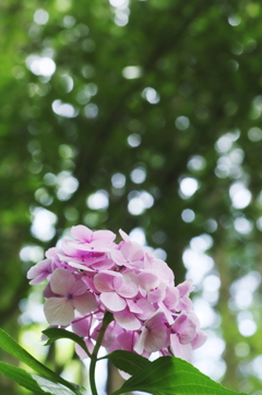 森の中の紫陽花