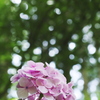森の中の紫陽花