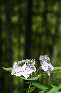 照らされる紫陽花