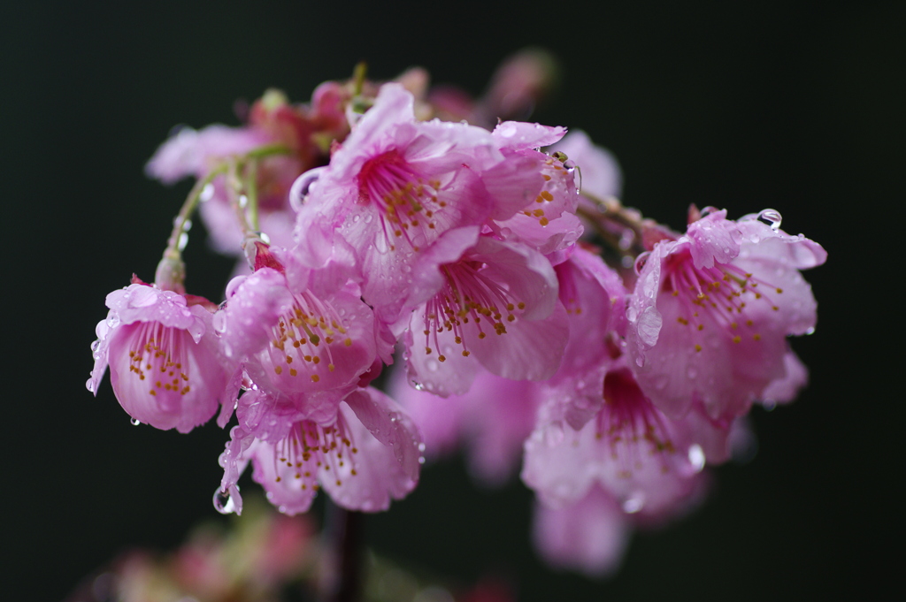 雫が垂れてる桜の花