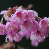 雫が垂れてる桜の花
